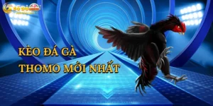 Kèo Đá Gà Thomo Mới Nhất