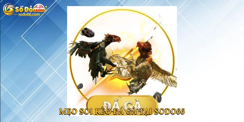 Mẹo soi kèo đá gà tại Sodo66