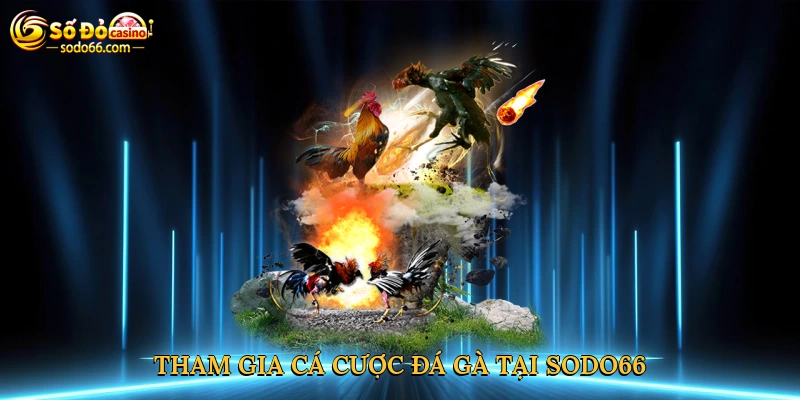 Tham gia cá cược đá gà tại Sodo66