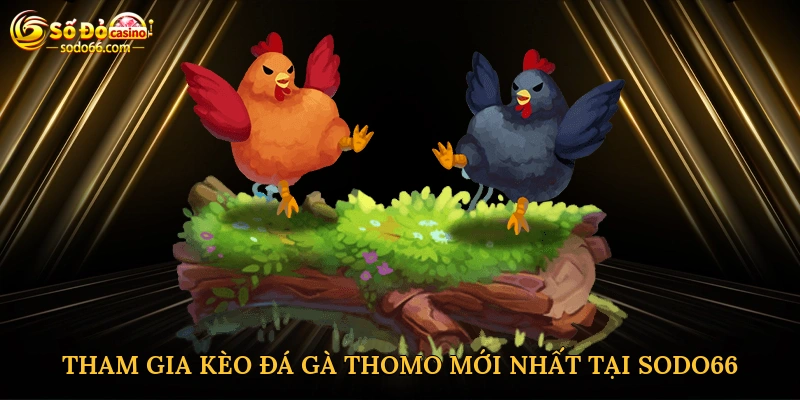 Tham gia kèo đá gà Thomo mới nhất tại Sodo66